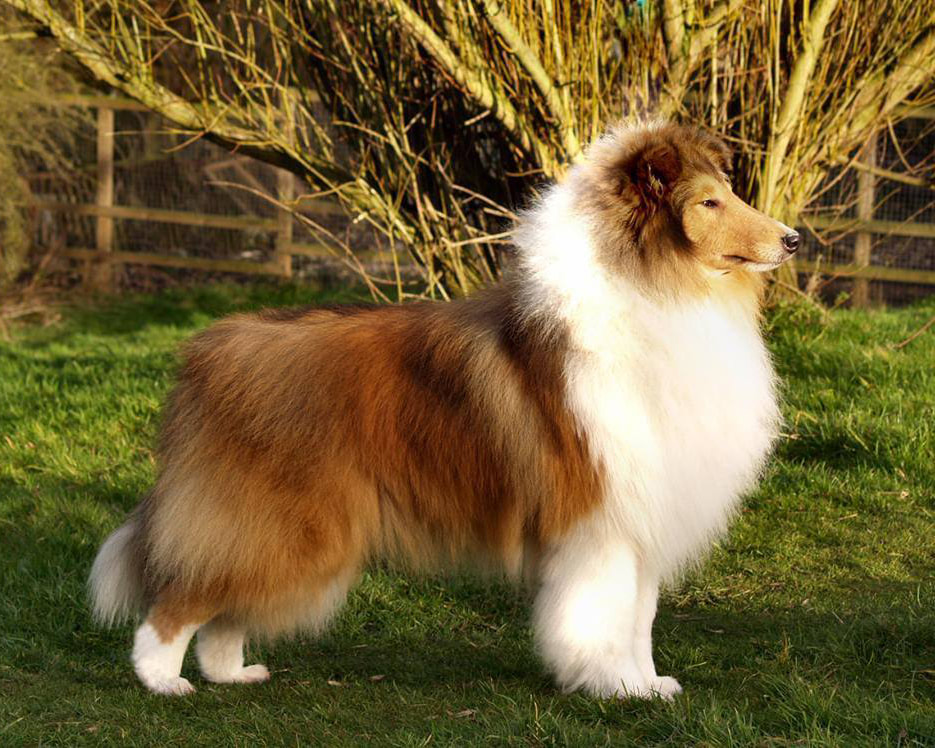 Pitkäkarvainen collie, Wicani Dragonsblood