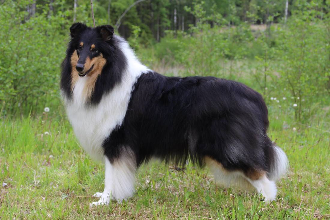 Pitkäkarvainen collie, Dispiritos Choicy De Rose
