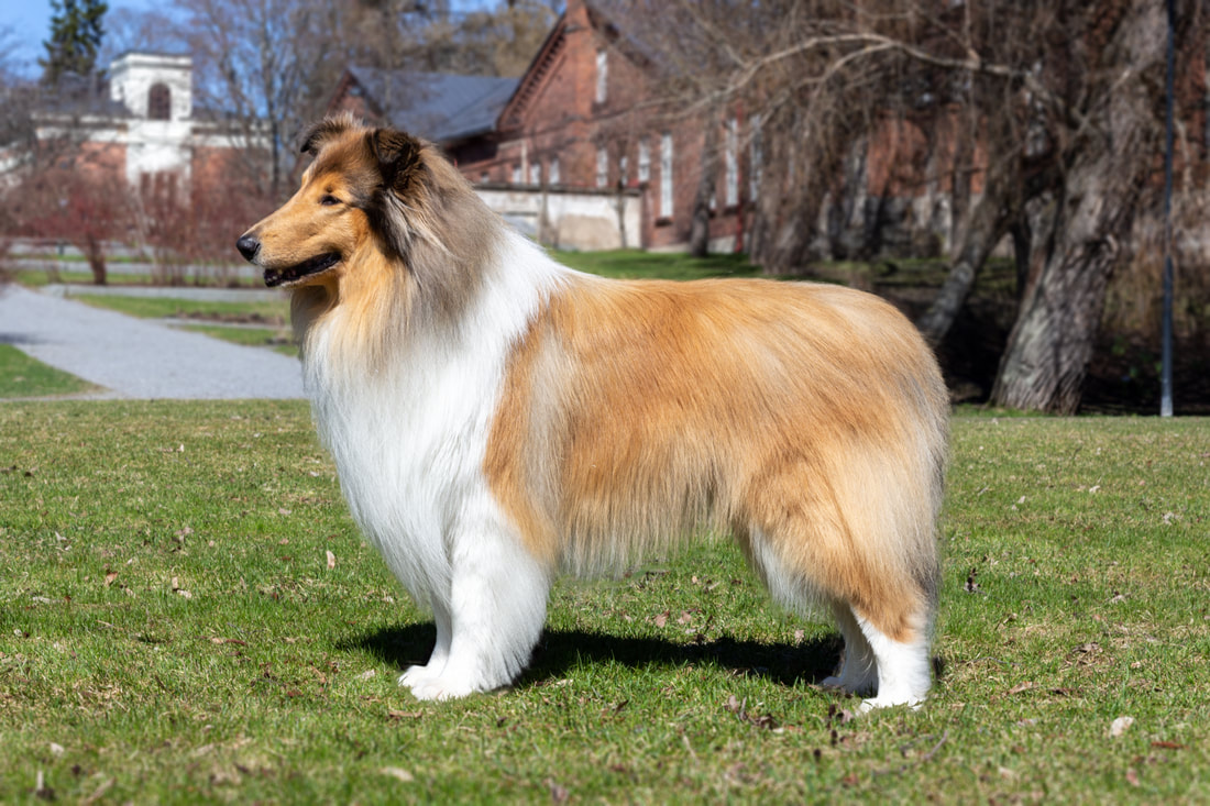 Pitkäkarvainen collie, Glenoak Enlightened