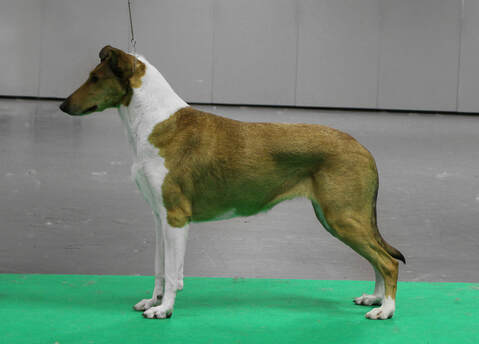 Sileäkarvainen collie, Clingstone's All About Eve