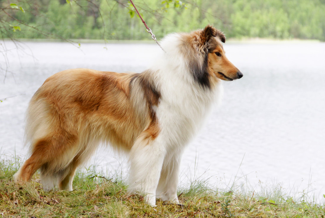 Pitkäkarvainen collie, Scottail Tallulah