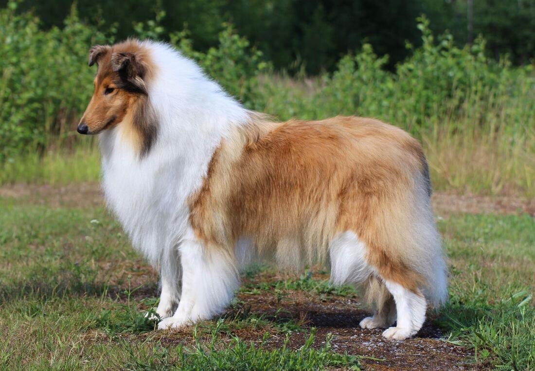 Pitkäkarvainen collie, Scottail Yvette