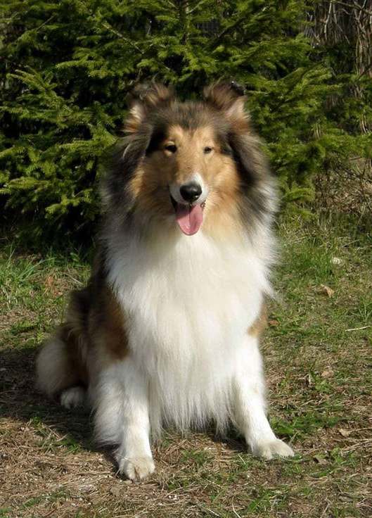 Pitkäkarvainen collie, Thunderclap Love In Paradise