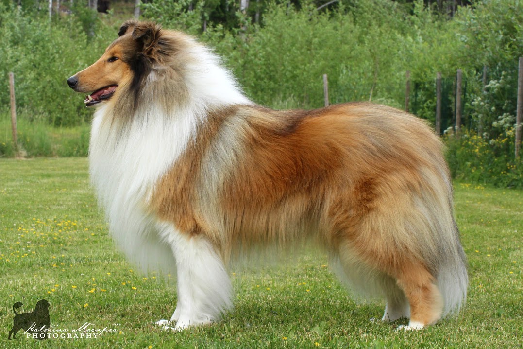 Pitkäkarvainen collie, Dispiritos Blanco Bilbao