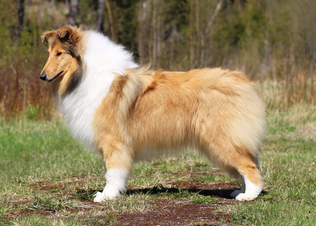Pitkäkarvainen collie, Privat's Unchanged Melody