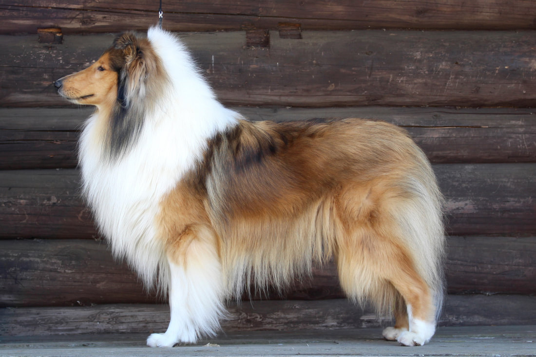 Pitkäkarvainen collie, Scottail Eagleheart