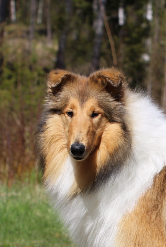 Pitkäkarvainen collie, Privat's Unchanged Melody